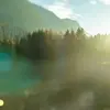 Elle permet à l’arbre de s’étendre vers la lumière et de rechercher l’eau et les nutriments dans le sol.