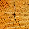 Les cernes de croissance, visibles dans une coupe transversale du tronc, sont le résultat de cette croissance annuelle.