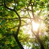 Les arbres dépendent de la **lumière** pour la photosynthèse.