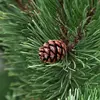 Les **gymnospermes** sont les arbres qui ne produisent pas de fleurs, mais des cônes.