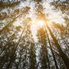 Certains arbres, comme le hêtre, tolèrent l'ombre, tandis que d'autres, comme le pin, nécessitent beaucoup de lumière.