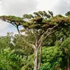 Les arbres qui poussent dans des environnements secs, comme le pin parasol dans les régions méditerranéennes, ont développé des adaptations pour économiser l'eau.