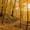 **Climat** : La température et les précipitations influencent la répartition des espèces d’arbres et leur croissance.