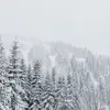 Par exemple, les arbres des zones boréales sont adaptés à des températures froides, tandis que les arbres tropicaux poussent dans des climats chauds et humides.