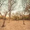 Des changements climatiques peuvent affecter la survie des arbres, notamment en provoquant des sécheresses ou des tempêtes plus fréquentes.