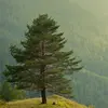 Les conifères, comme les pins, sapins et cèdres, en sont des exemples typiques.