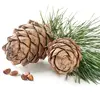 Les graines des gymnospermes ne sont pas enfermées dans des fruits, mais exposées sur les écailles des cônes.